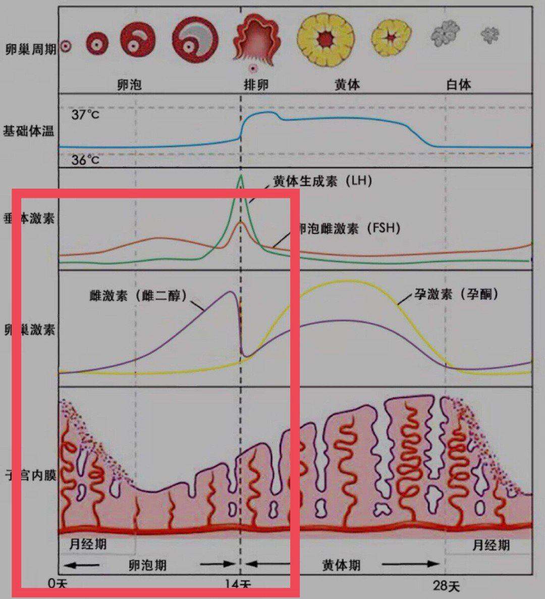 5首先我们女生的生理周期分为四个阶段 分别是月经期 卵泡期 排卵期和