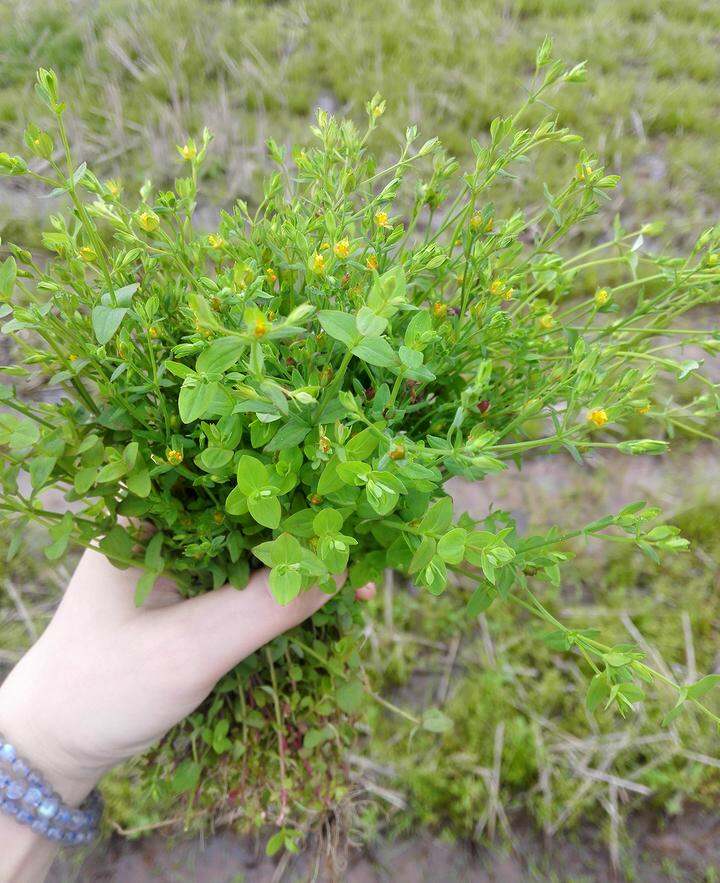 黄花草图片