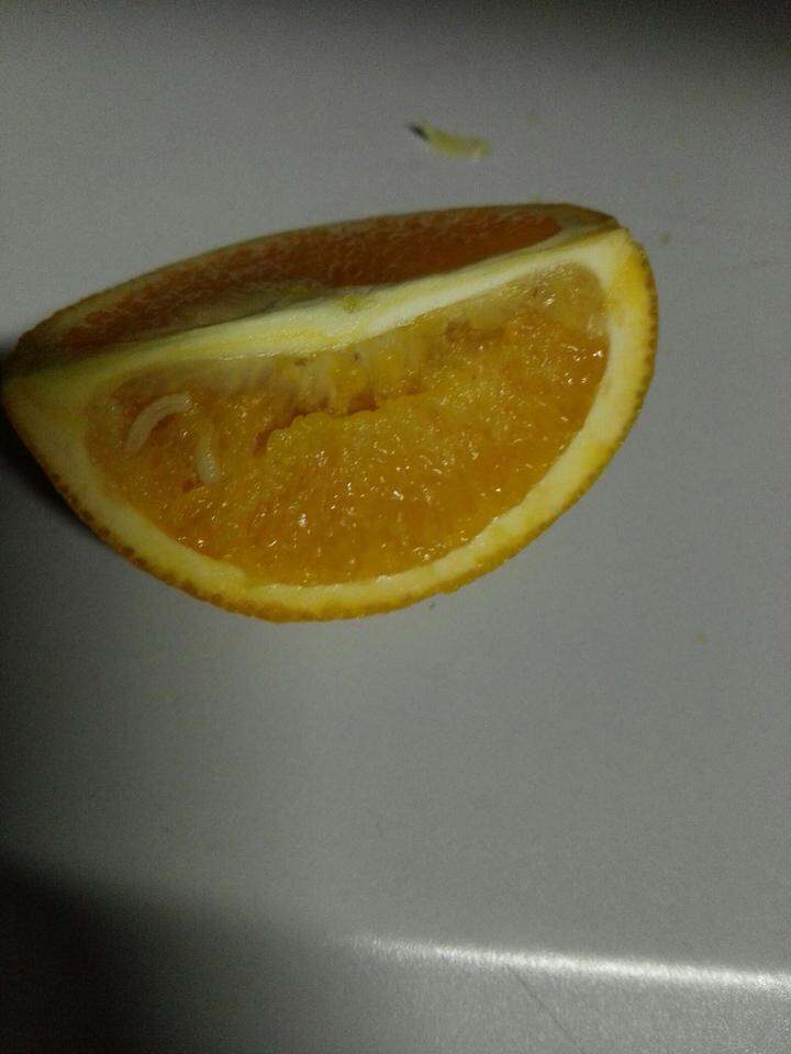 前几天买的橙子里有虫子!