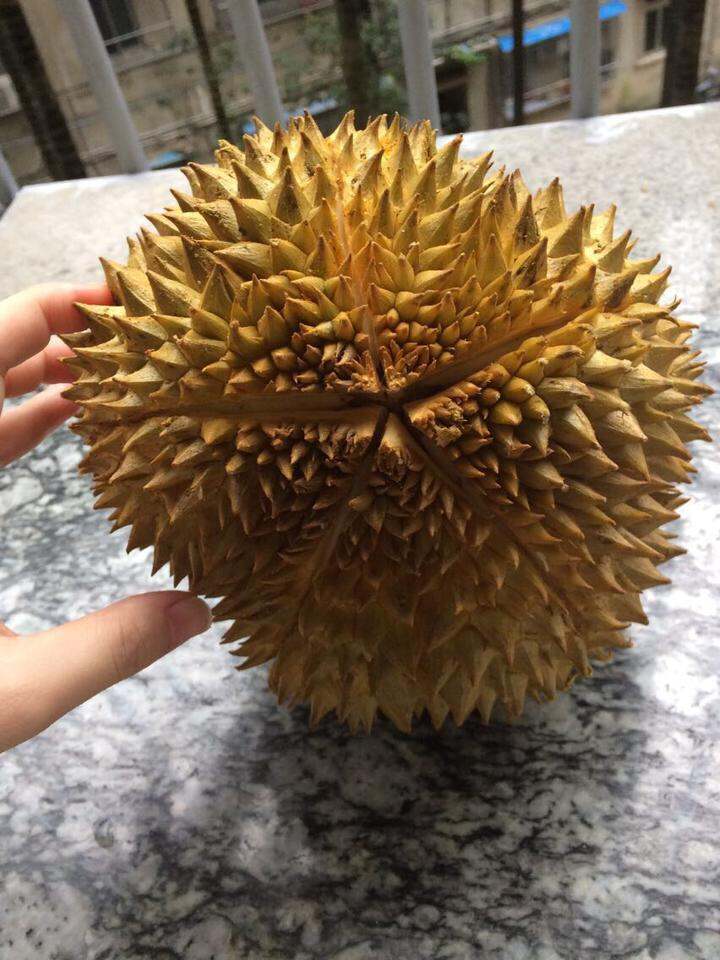 吃个榴莲不容易
