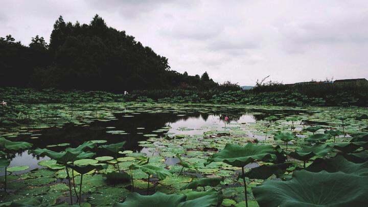 东湖荷园/植物园