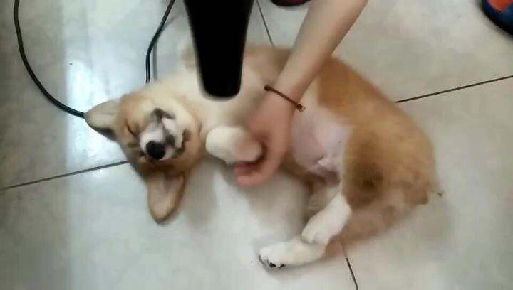 给狗洗澡吹毛爽到闭眼了[睡觉]视频发不出就随便看看吧