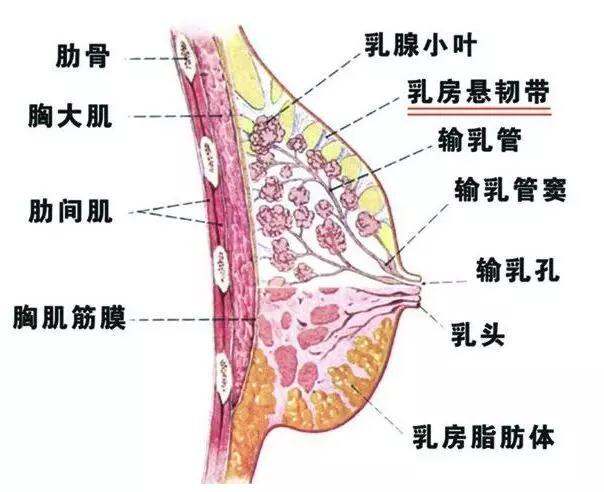 从乳头到乳腺小叶的腺泡,有很多导管分支.