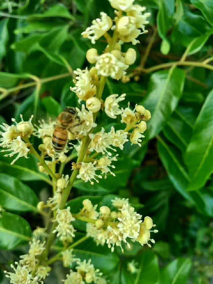 因为大家都知道,岭南的夏天是龙眼树开花的季节,正是采集蜂蜜的好时机