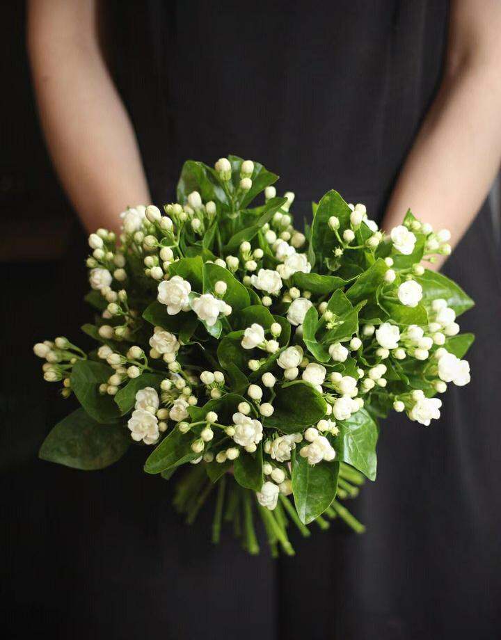 茉莉花