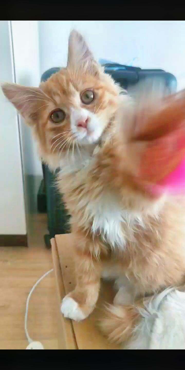 我忍不住啦!