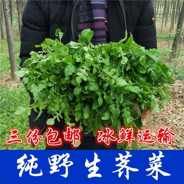 野生荠菜/新鲜荠荠菜/地丁菜地菜养心菜/三份包邮有机蔬菜野菜.