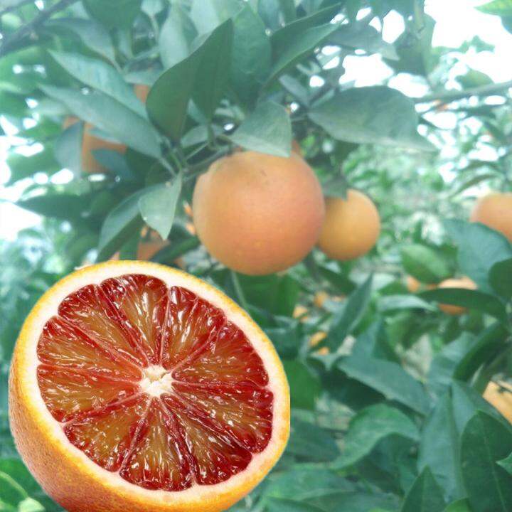 【天天特价】四川血橙眉山橙子新鲜时令水果超