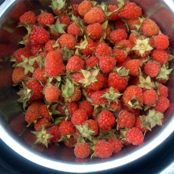 红野生草莓野生水果新鲜山莓果麦泡山泡儿覆盆子野果