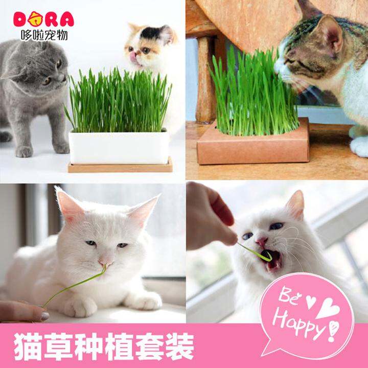 猫草套装吐毛球猫薄荷猫零食营养土水晶土猫草种子种植套装