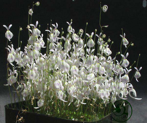 食虫植物-小白兔狸藻 能开出小兔子的花微景观植物 兔子花