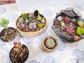 分享几家我经常买花花草草、园艺用品的店铺
