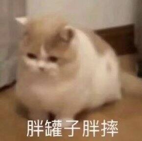 长胖10斤后的梨子都买了什么裤子【失踪人口回归】