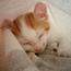 Tibi是只猫