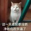 皮皮喵呜
