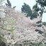 芋泥波波球