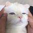 快来玩躲猫猫啊