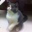 家养加菲猫
