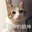 洋洋啊小洋