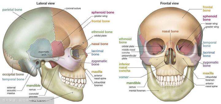 面部骨骼名称高清图图片