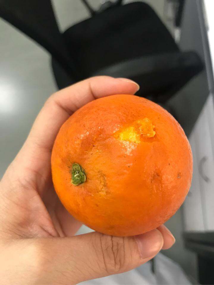 血橙坏果照片图片
