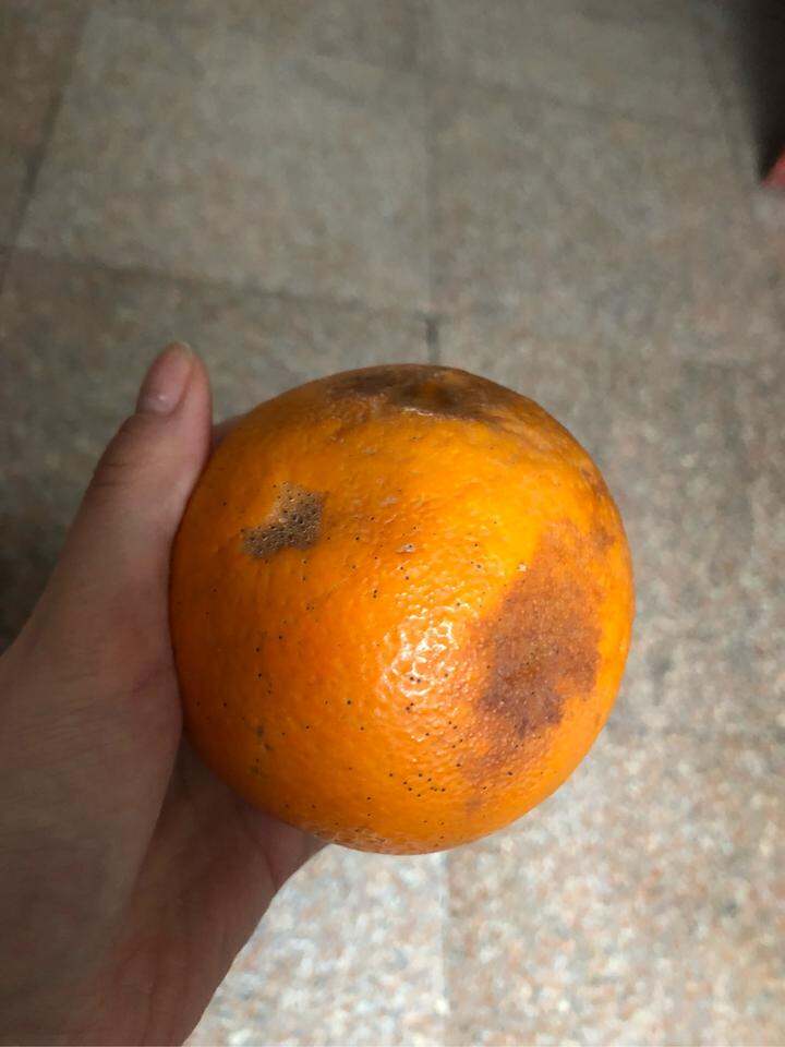 【晒单】一个麻麻咧咧的橙子