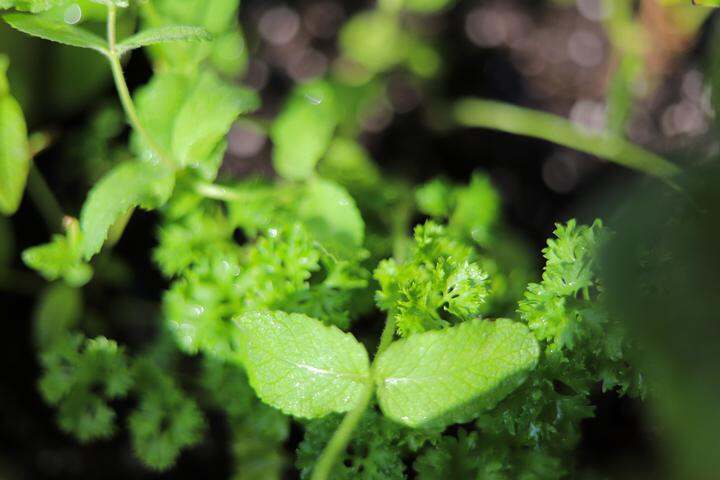 植物殺手夢想擁有一個香草園