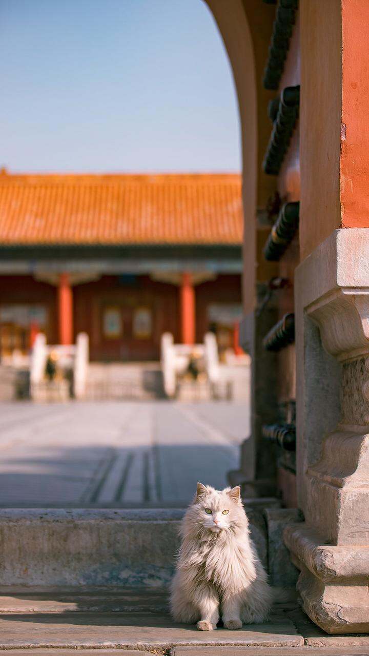 滾地錦長毛兒,也是隻玳瑁.