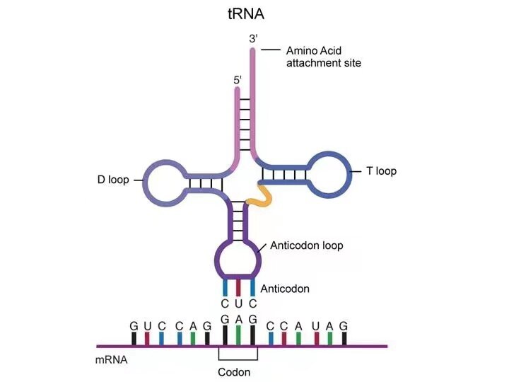 转运RNA转运祈祷图片图片