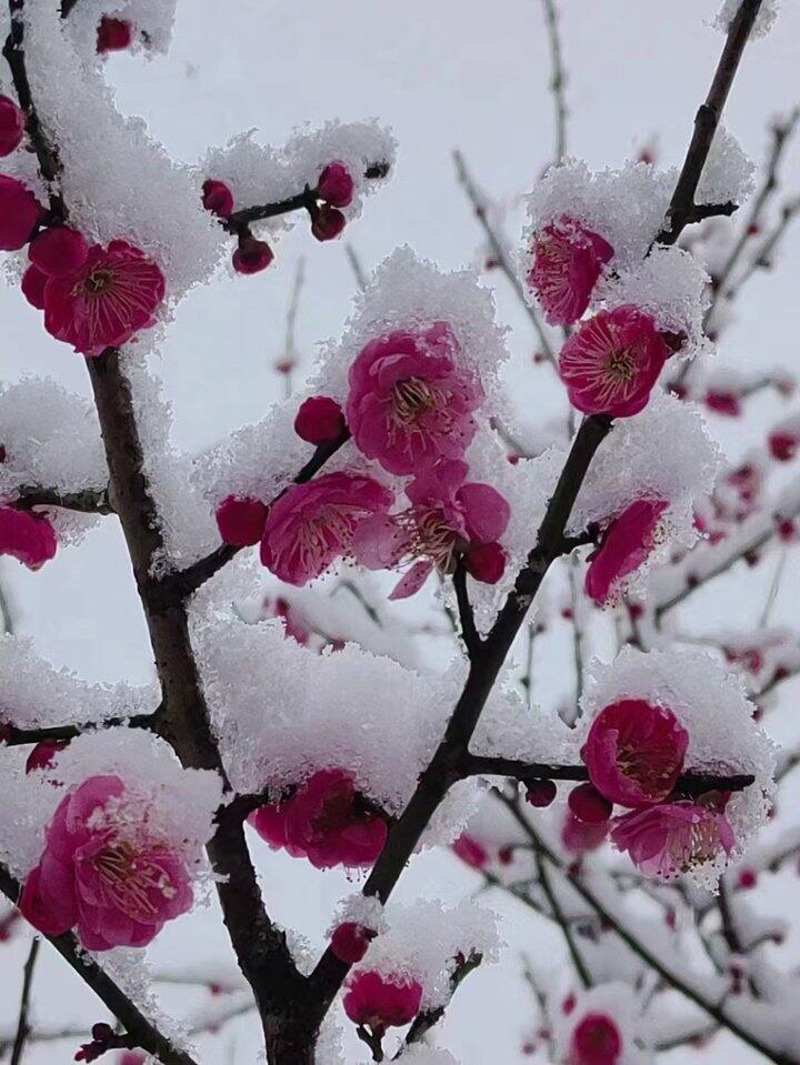 终于下雪了
