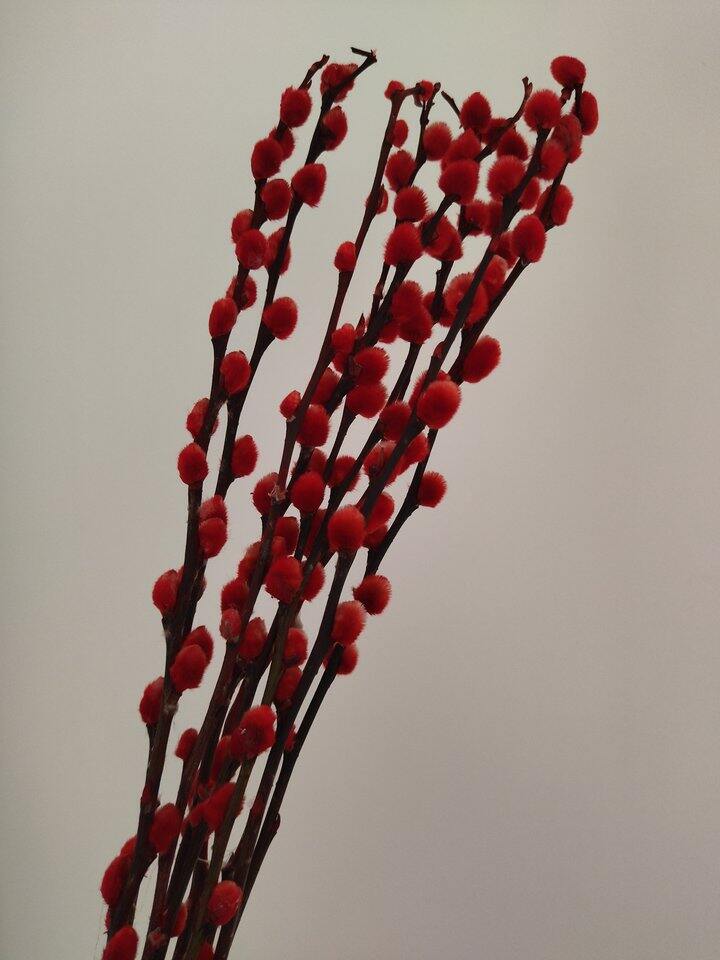 过年氛围组