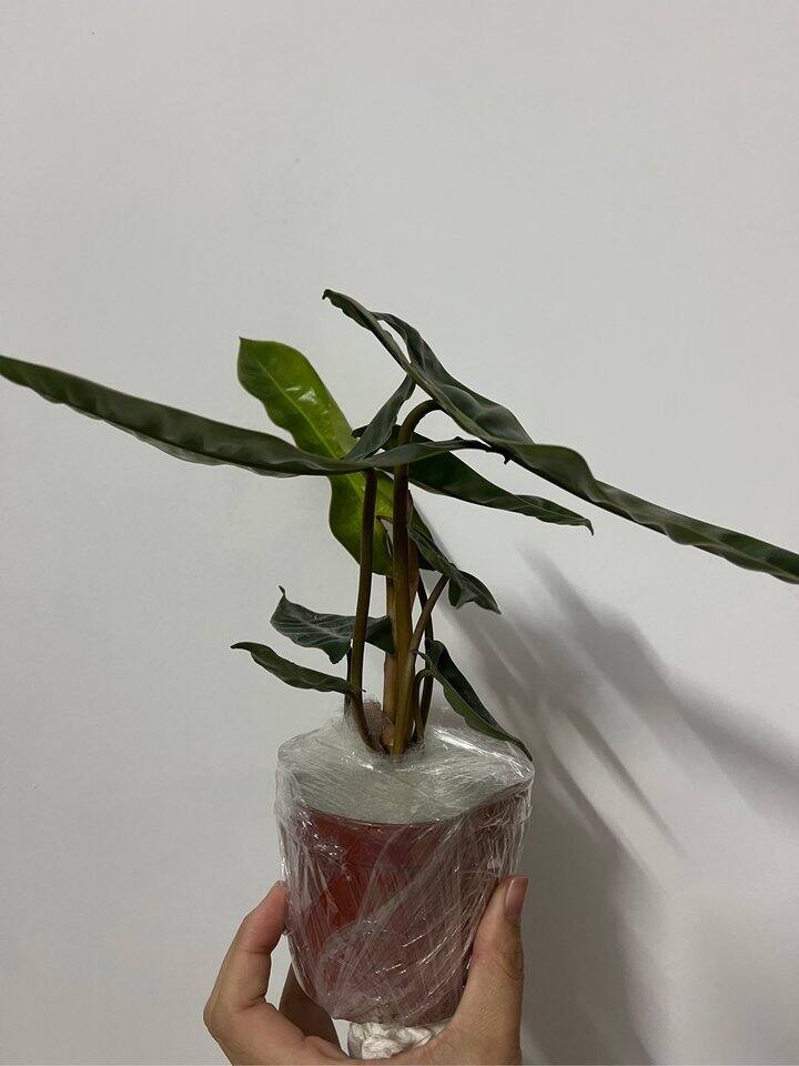 橙柄蔓绿绒养护