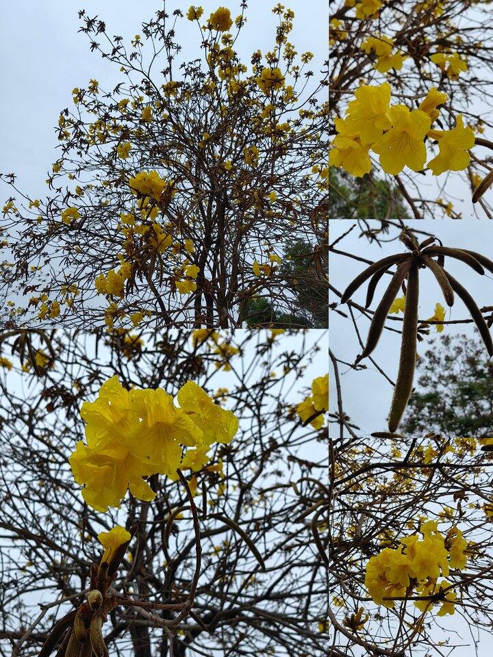 风铃花