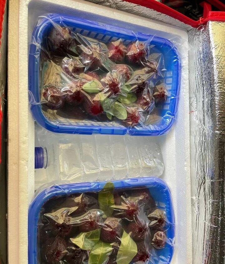 浙江台州东魁杨梅