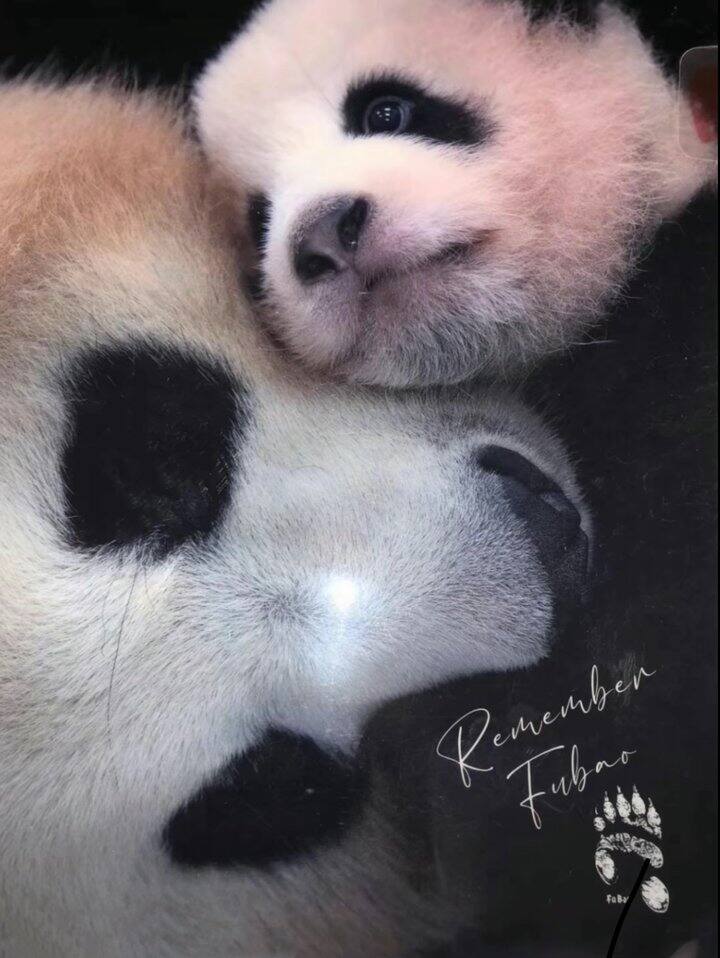 无偿淘宝联盟高佣代下（转换链接下单）/代查🌵🌵