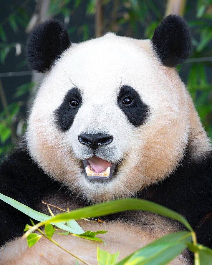 无偿淘宝联盟高佣代下（转换链接下单）/代查🌵🌵