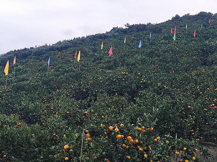 大王叫我来巡山5