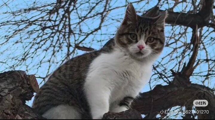 推荐 B 站：赵朔西行漫记