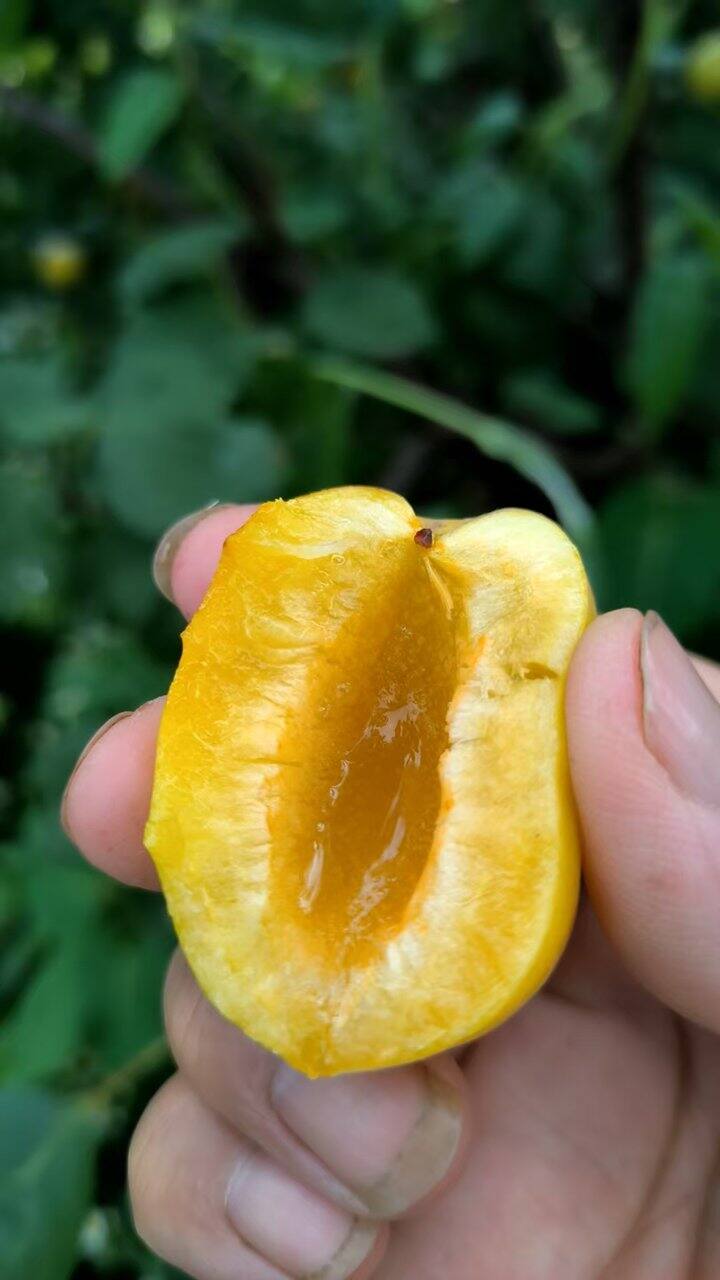 自家种的荷兰香杏