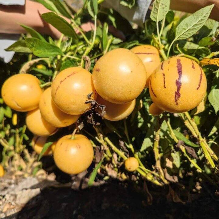 爱吃人参果的来，强推这家！！！😋😋😋