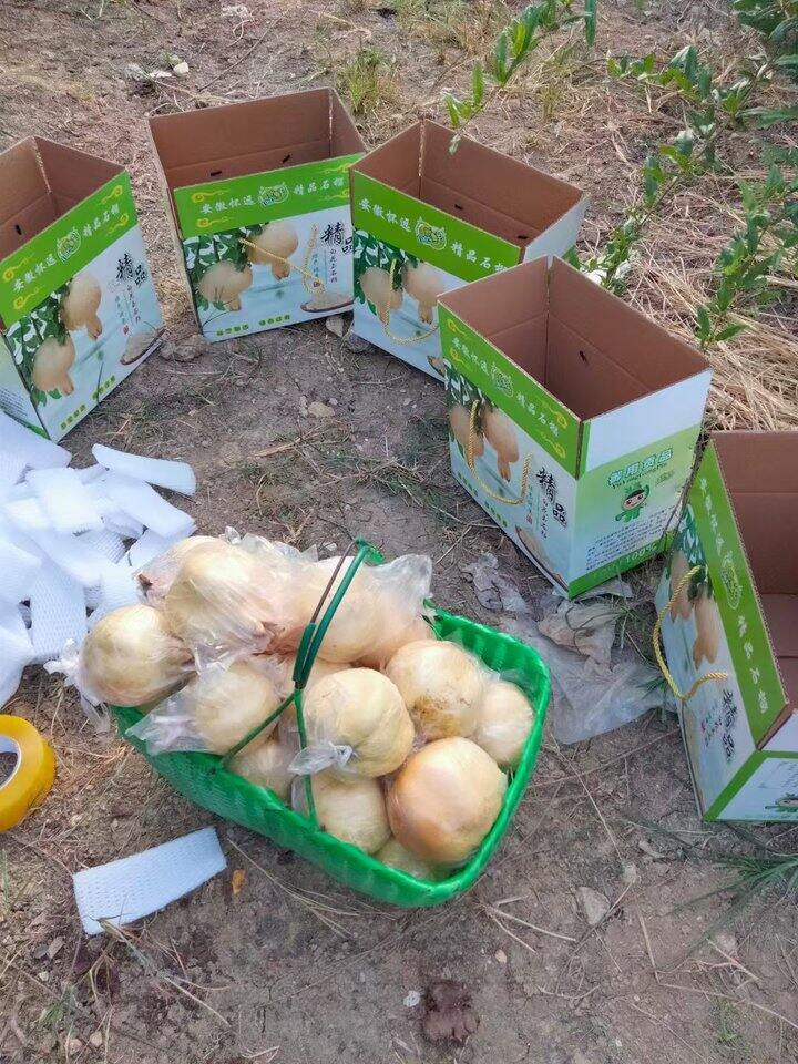 老家的石榴熟了