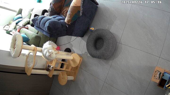 小猫咪太搞笑了