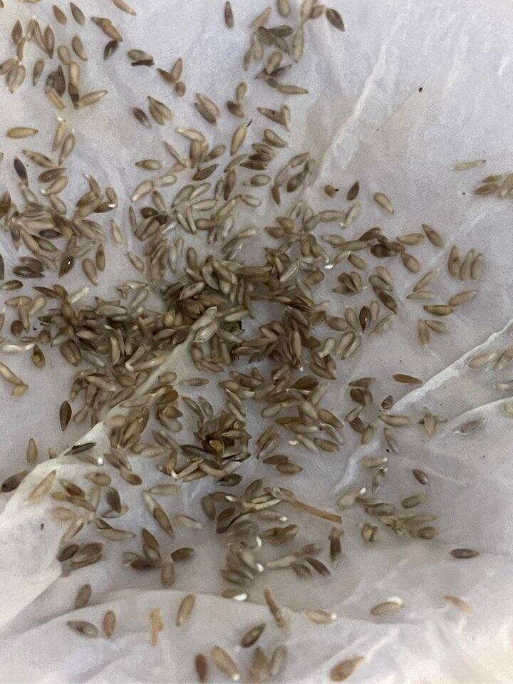 超容易！新手奶茶杯🥤种生菜🥬—发芽率高和齐整方法