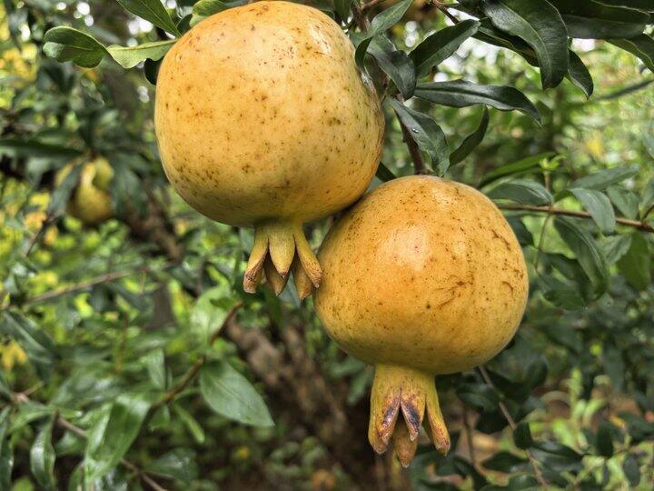 正宗怀远石榴熟啦