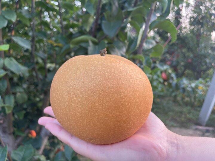 国庆回家可以帮父母发秋月梨了