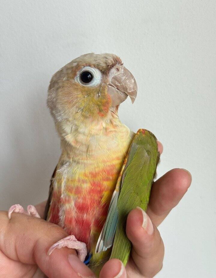 最近