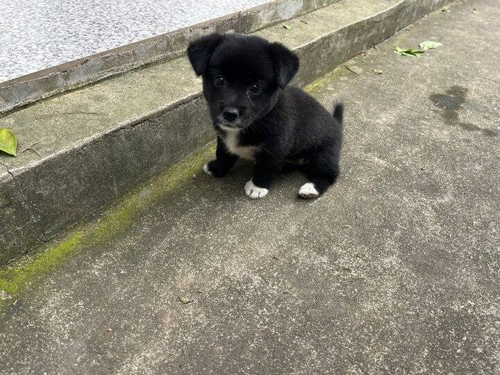 夜牵引伤感的序幕
