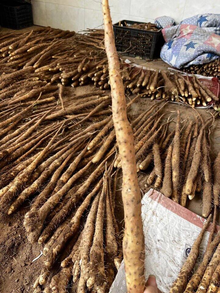 正宗温县垆土山药，走过路过不要错过