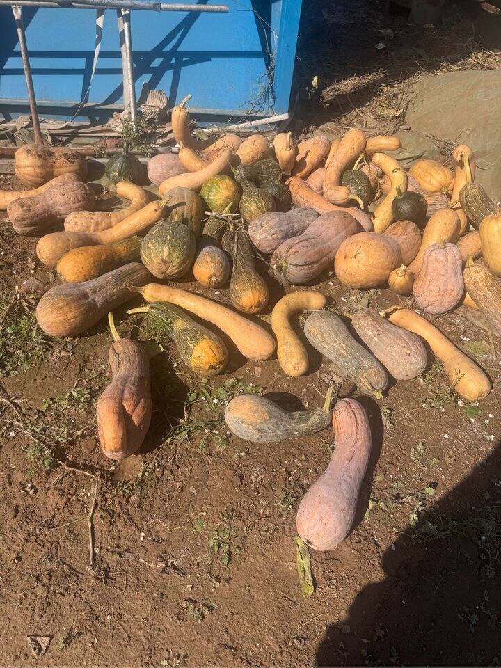 秋天就是丰收的季节