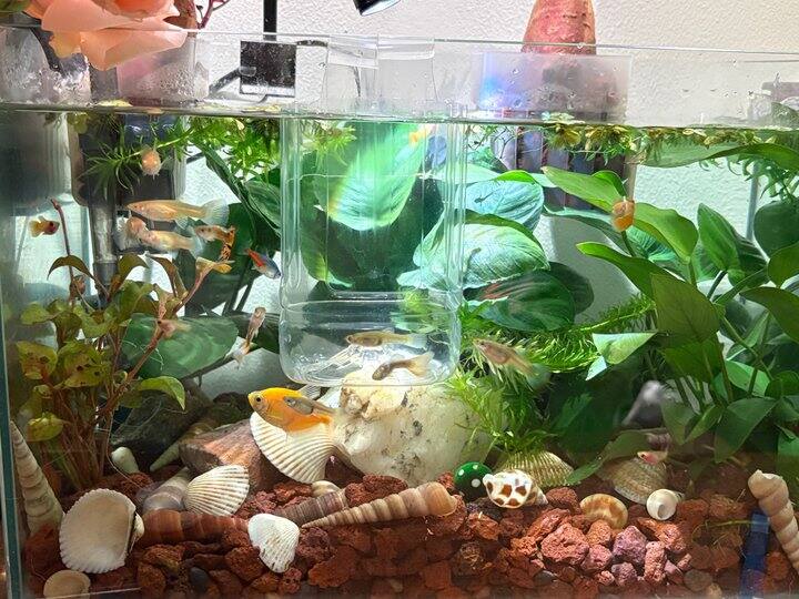 新小鱼和新玩具